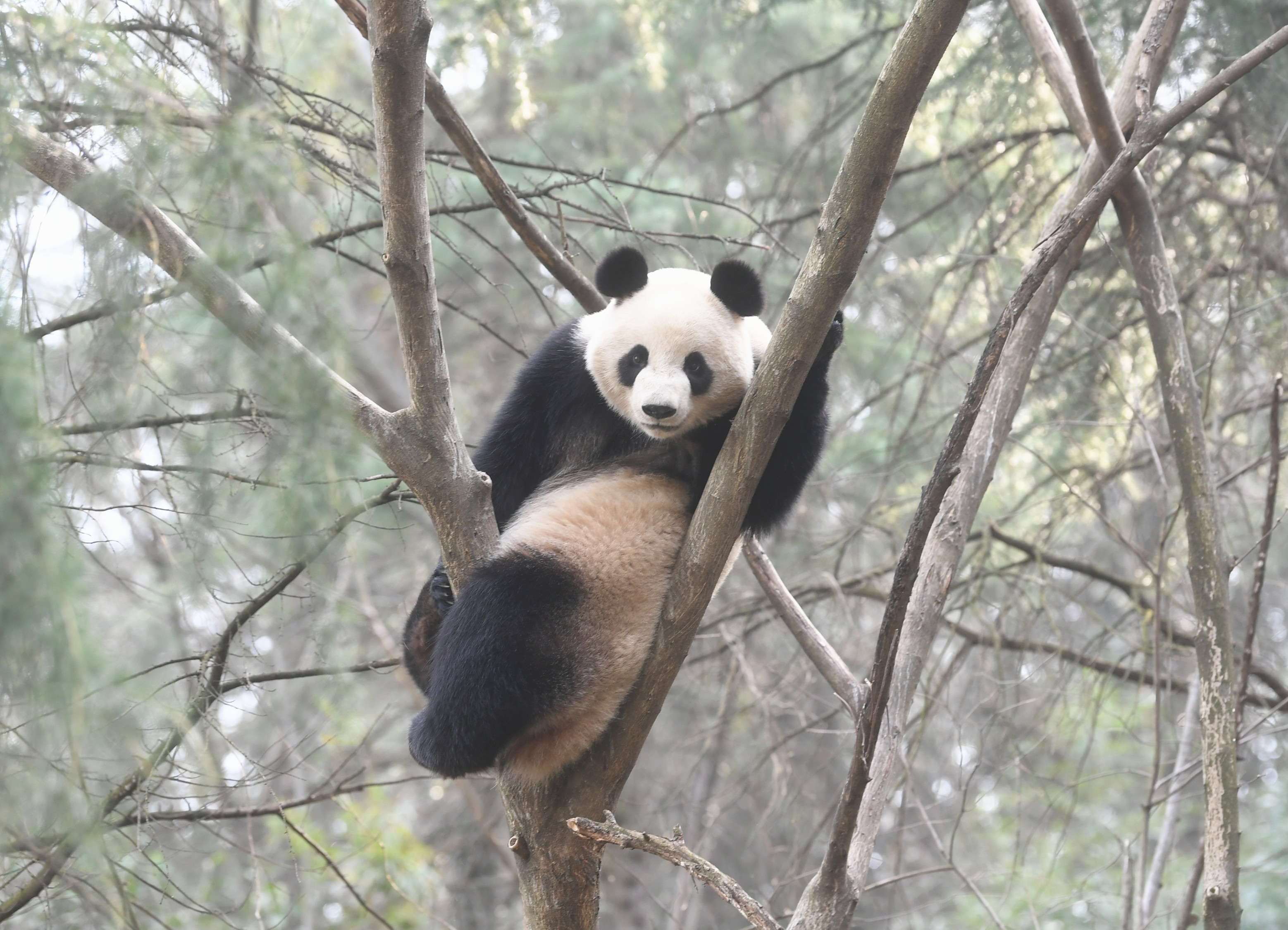 Hongshan Forest Zoo habitat morning