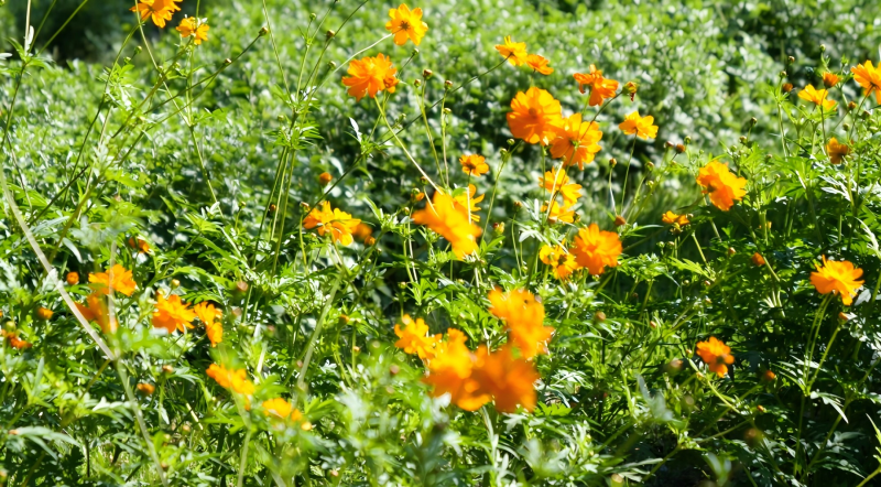 Beijing International Flower Port Chrysanthemum Festival